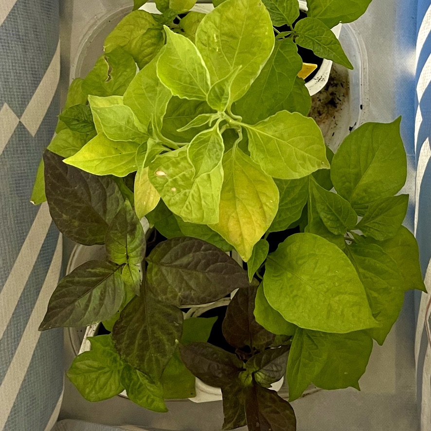 Green flush seedlings waiting too be transplanted - Braga Rooftop (RUG)