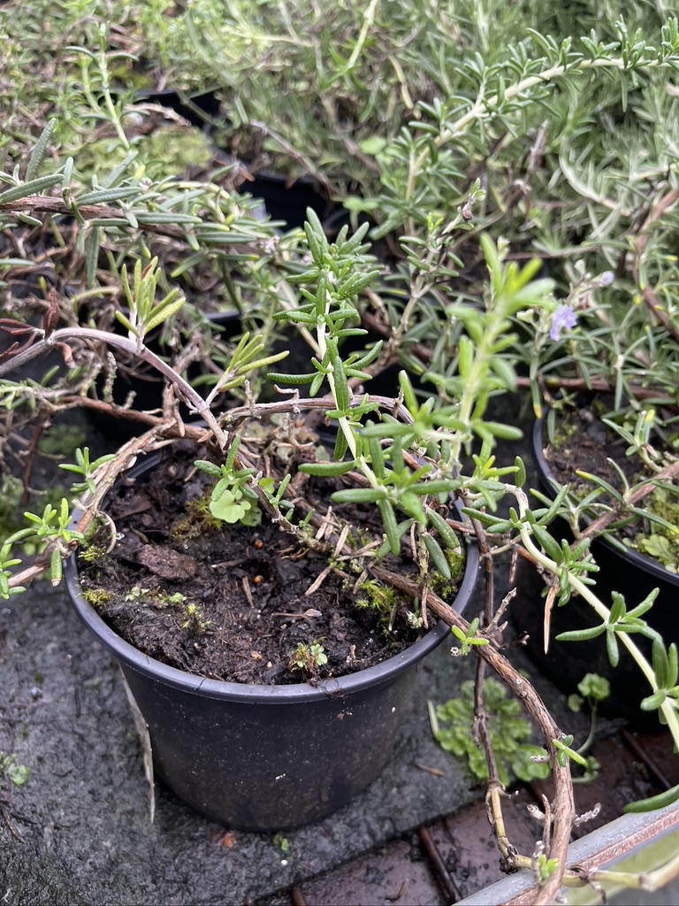 Potted rosemary plant with woody stems and fresh green shoots, photographed outdoors on a damp surface after rain.
