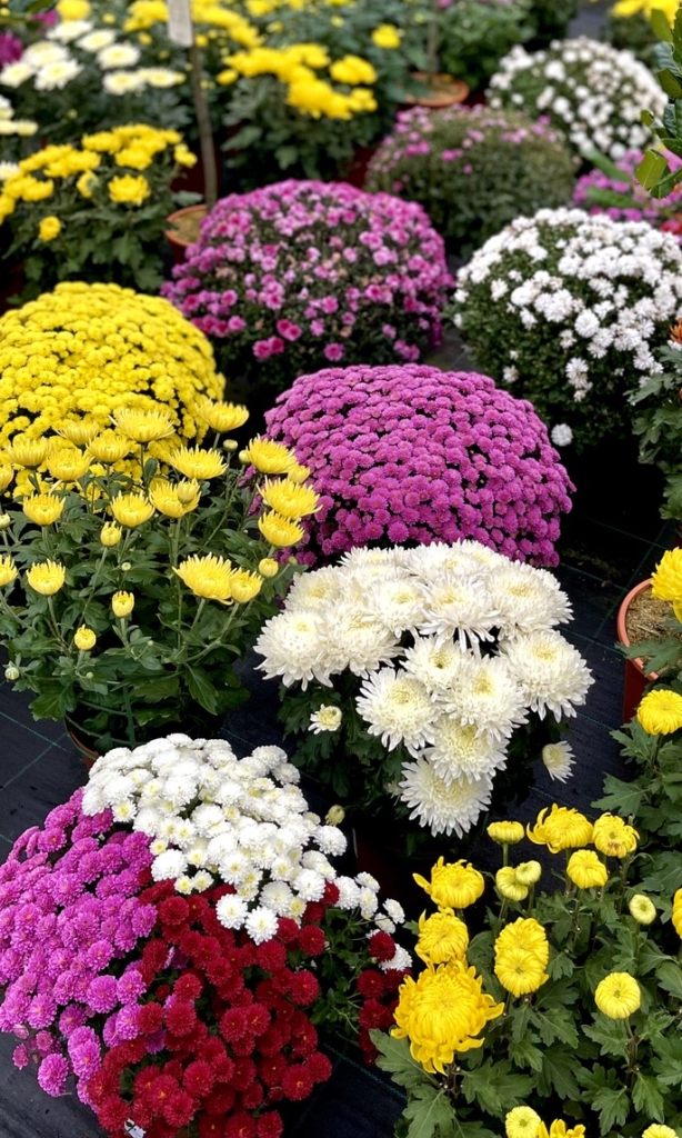 Flower photography (RUG)