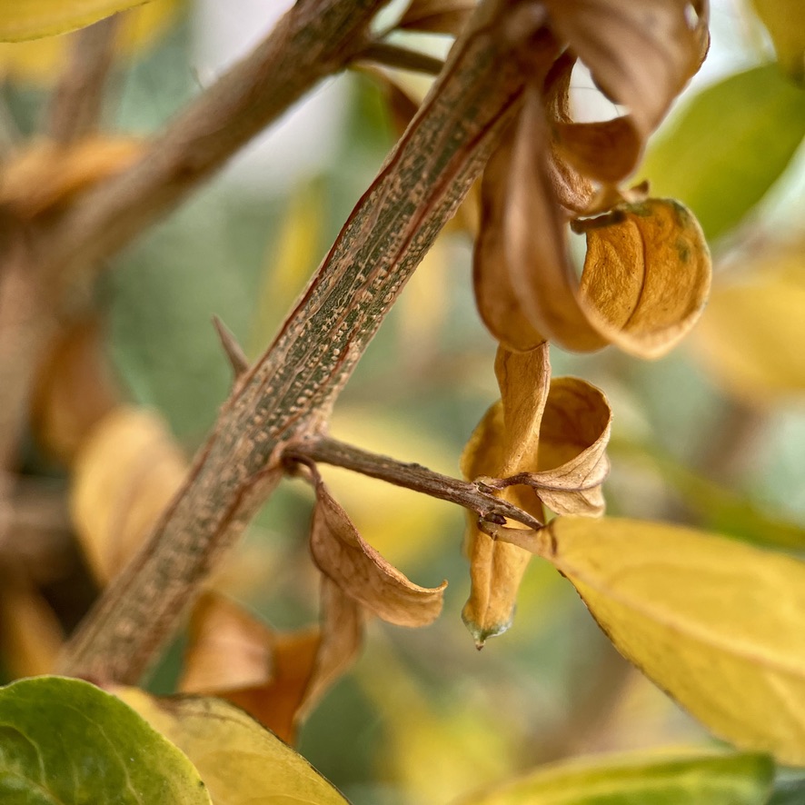 Close-up of a thorny branch with curled golden leaves, capturing seasonal decay in warm tone