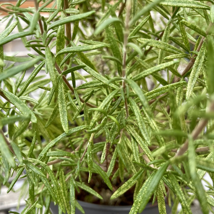 Close-up of rosemary leaves showing fine green texture and healthy growth on the Braga Rooftop.