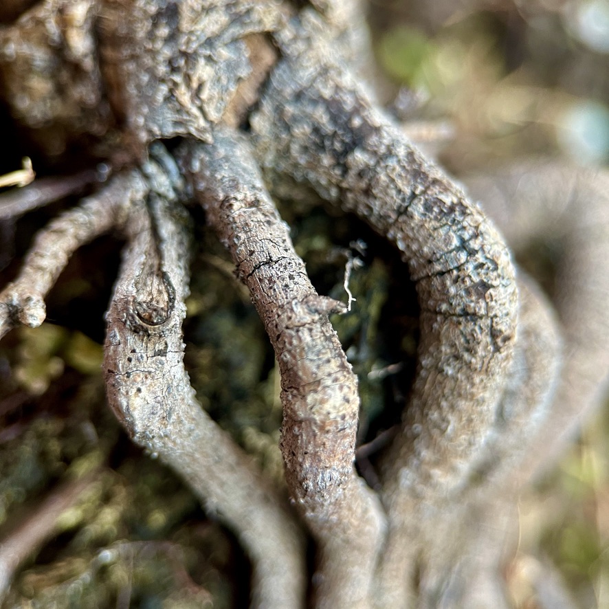 Macro close-up of intertwined plant roots with cracked bark texture, revealing organic detail and natural patterns.