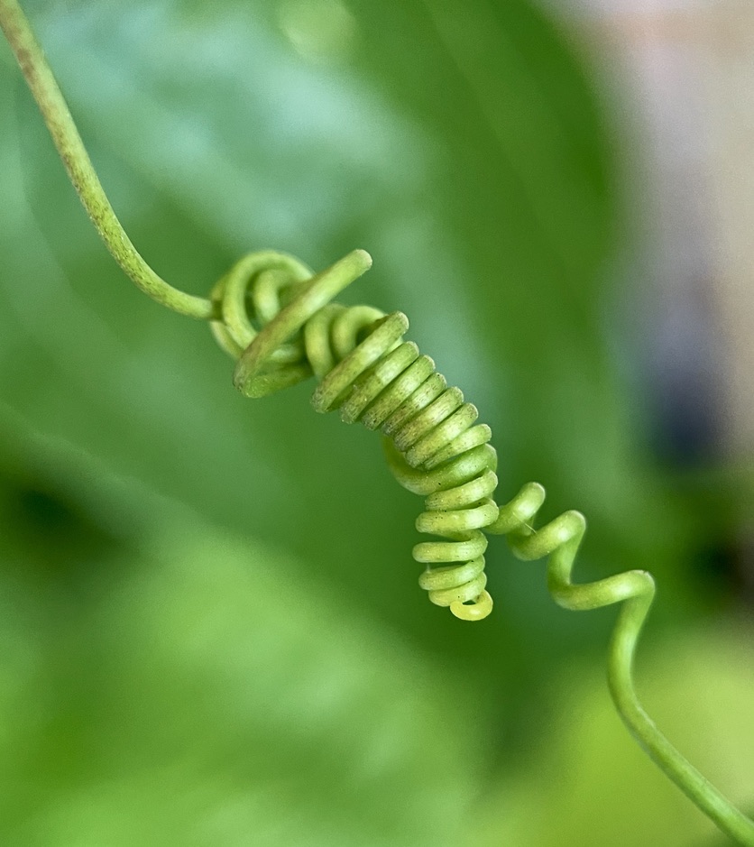 Two vines interconnecting - Braga Rooftop (RUG)