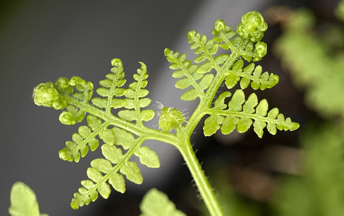 RUG About Page Macro close-up of a young fern frond unfurling, with delicate, iridescent green leaflets and soft hairs catching the light.