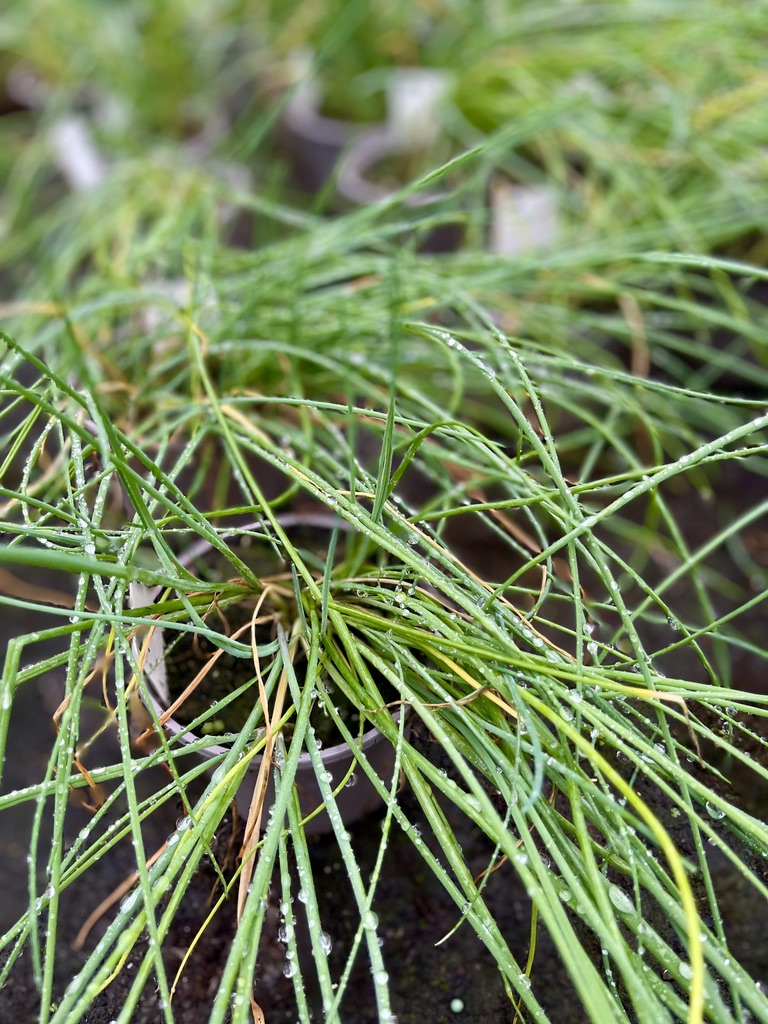 Photograph of a chives pot - Braga Rooftop (RUG)