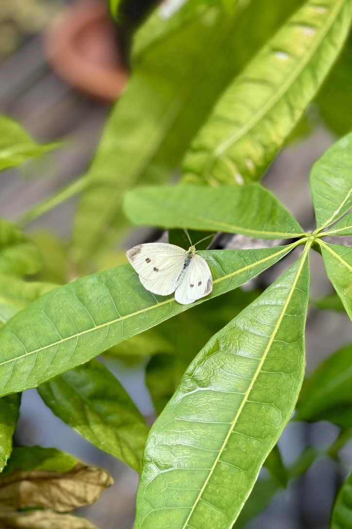 RUG Homepage Photo Butterfly resting on a leaf under soft sunlight.
