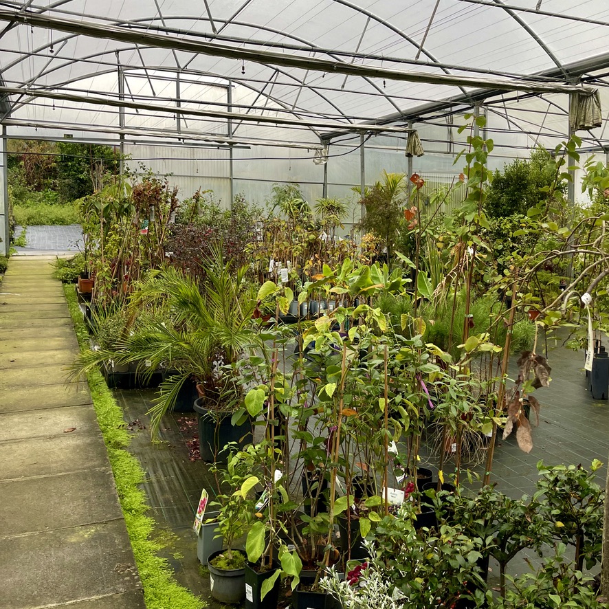 Fruit trees at the garden centre (RUG)