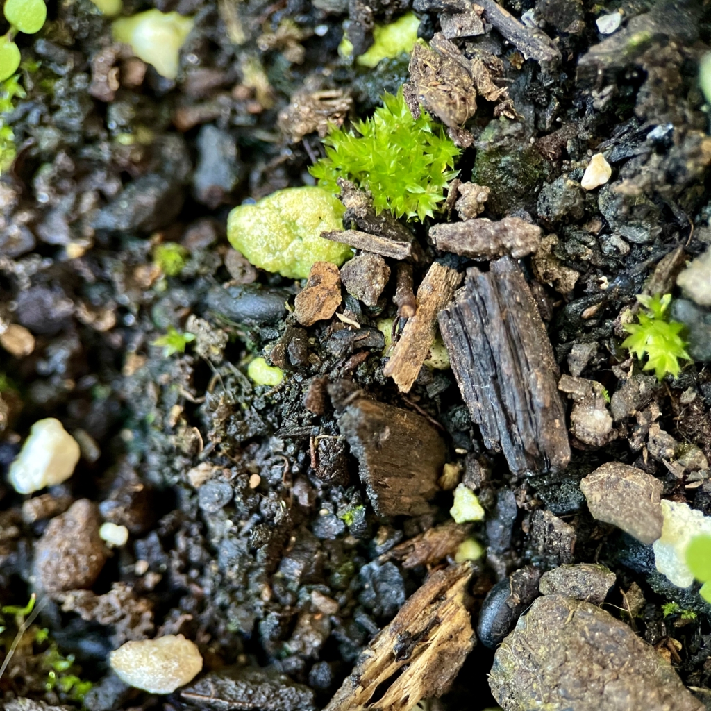 Macrophotography of soil Braga Rooftop (RUG)
