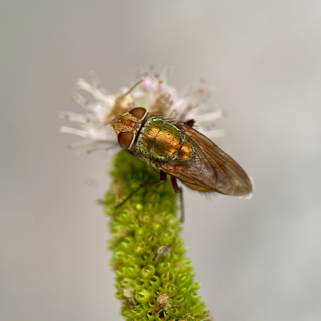 the alchemist’s visitor - photograph of an Iridescent fly (RUG)