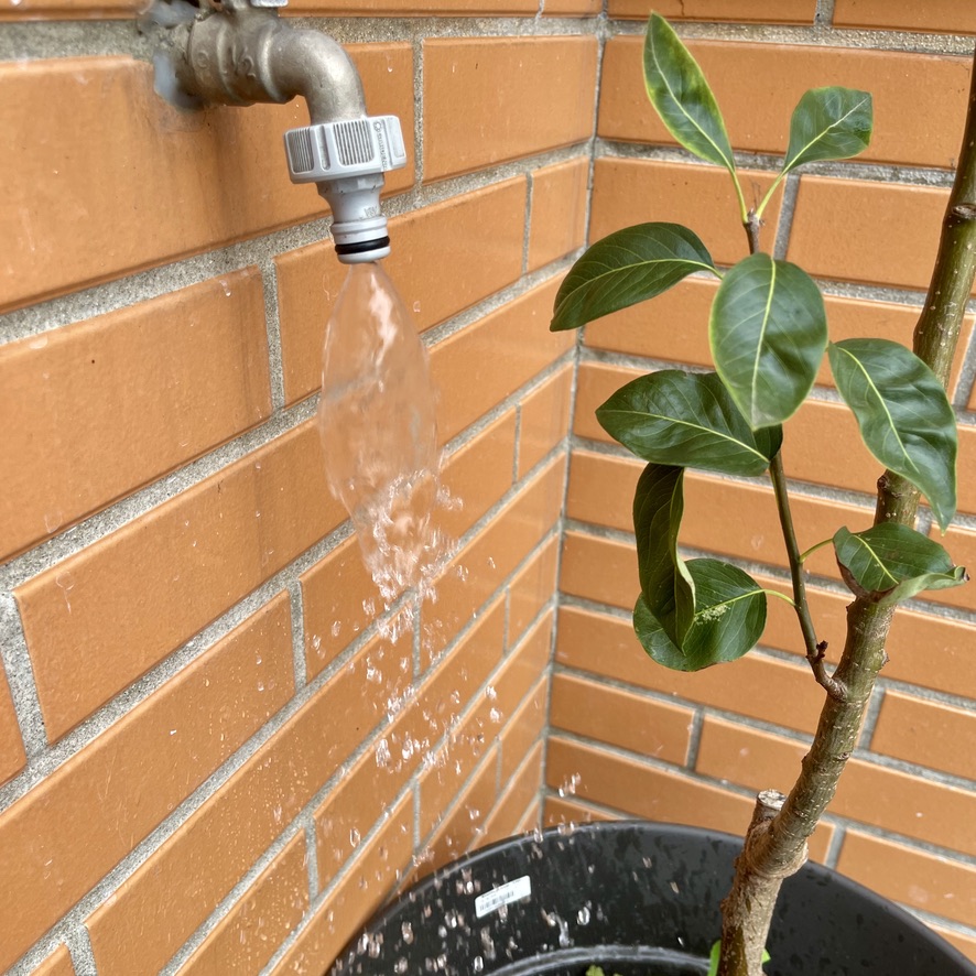Water flowing from a terrace tap onto a young pear tree - Braga Rooftop (RUG)