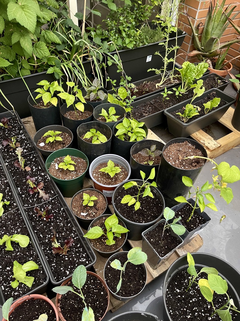 Rooftop produce pots at the beginning of the season (RUG)