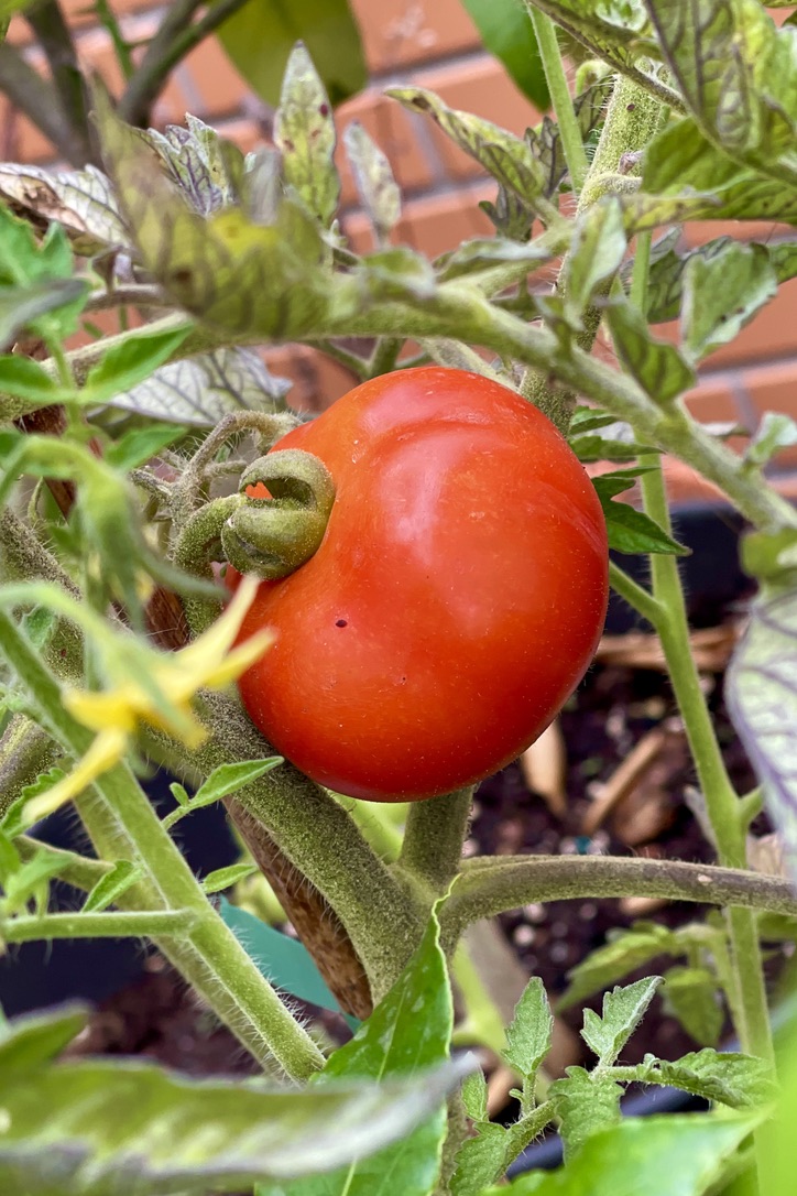 RUG Homepage Photo Photograph of a ripe tomato - Rooftop crop