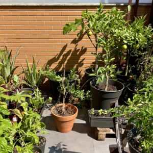RUG Rooftop produce in pots - agricultura em vaso