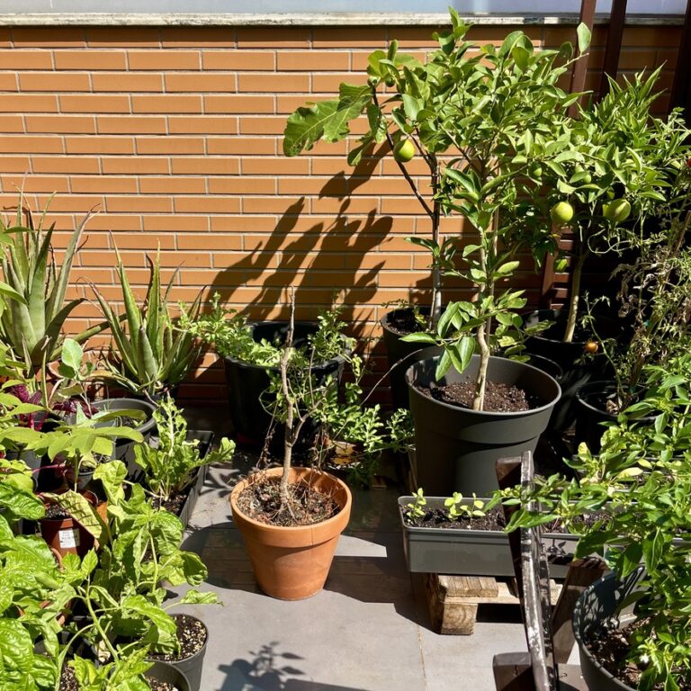 RUG Rooftop produce in pots - agricultura em vaso