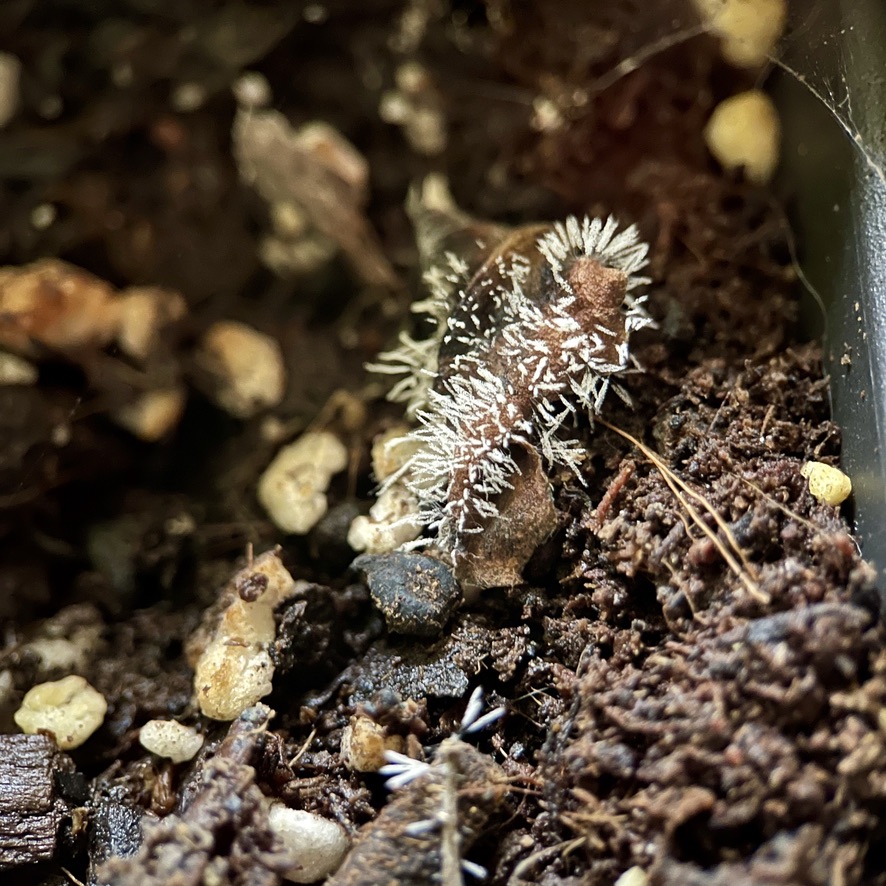 Fungal growth in pot on the Braga Rooftop (RUG)