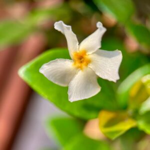 Photo of a jasmine flower (RUG) - morning start