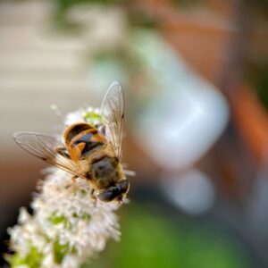 Macrophotography of a bee resting on mint - RUG - the pollinator’s pause