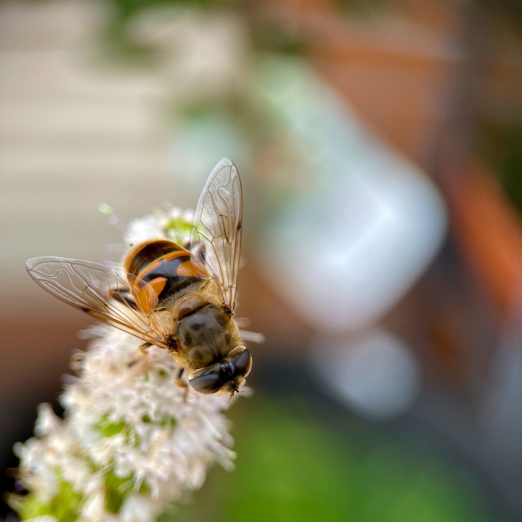 Macrophotography of a bee resting on mint - RUG - the pollinator’s pause