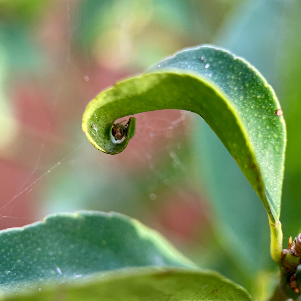Photograph of a spider inside a curled leaf - RUG - the architect cover