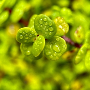 raindrop chorus with water droplets (RUG)