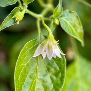 Photograph of a chilli pepper flower (RUG) whisper before heat cover