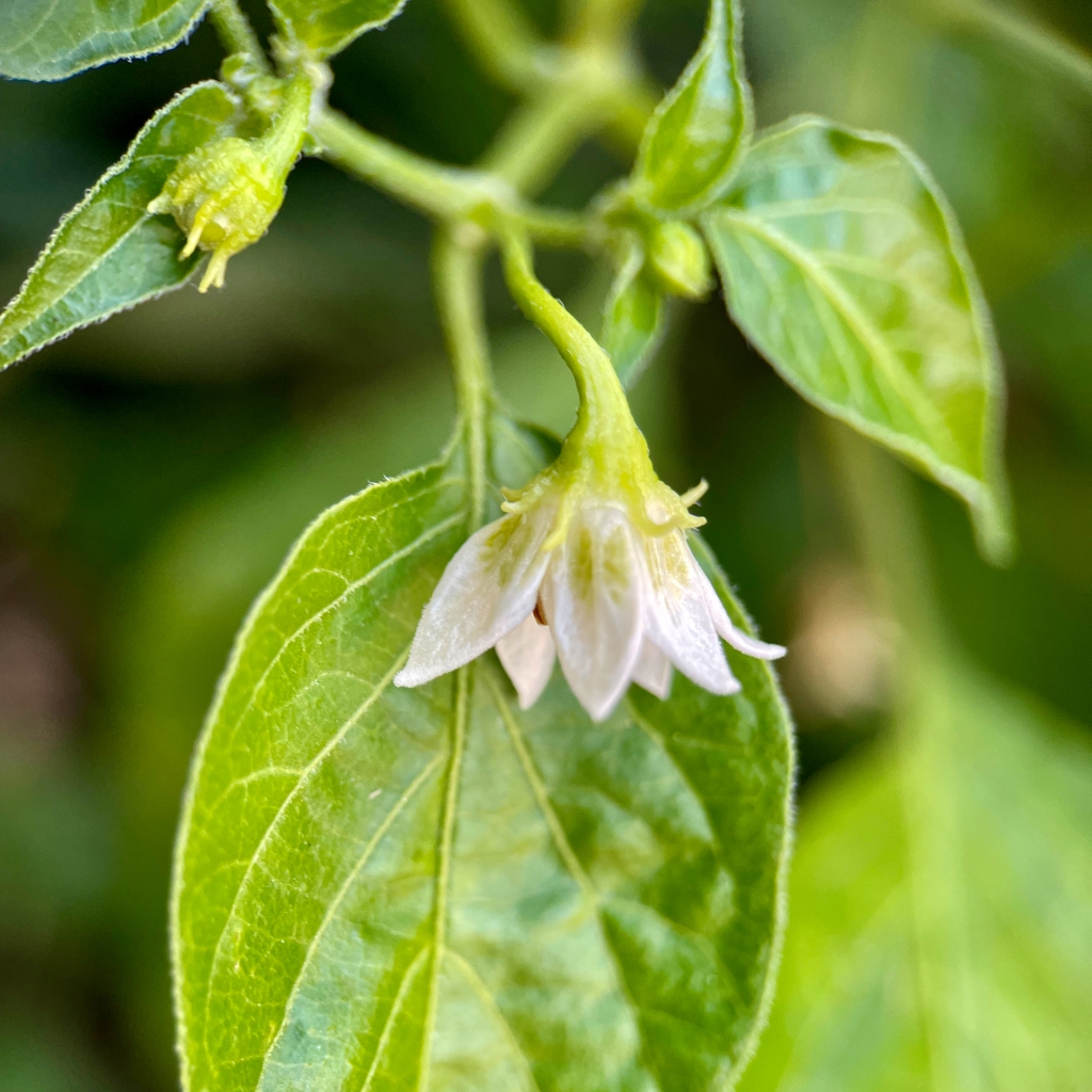 Photograph of a chilli pepper flower (RUG) whisper before heat cover