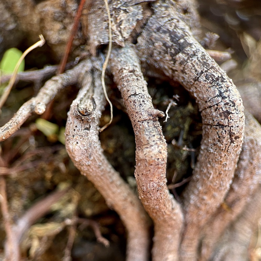 RUG Post 9 - Macrophotograph of Roots