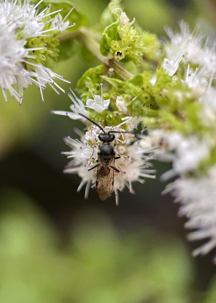 RUG Insect of Apple Mint