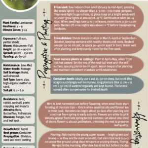 RUG Apple mint rug guide — Mentha suaveolens