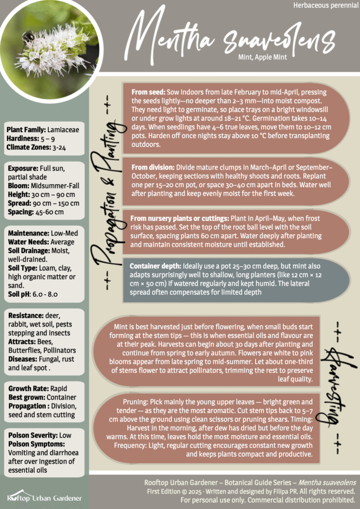 RUG Apple mint rug guide — Mentha suaveolens