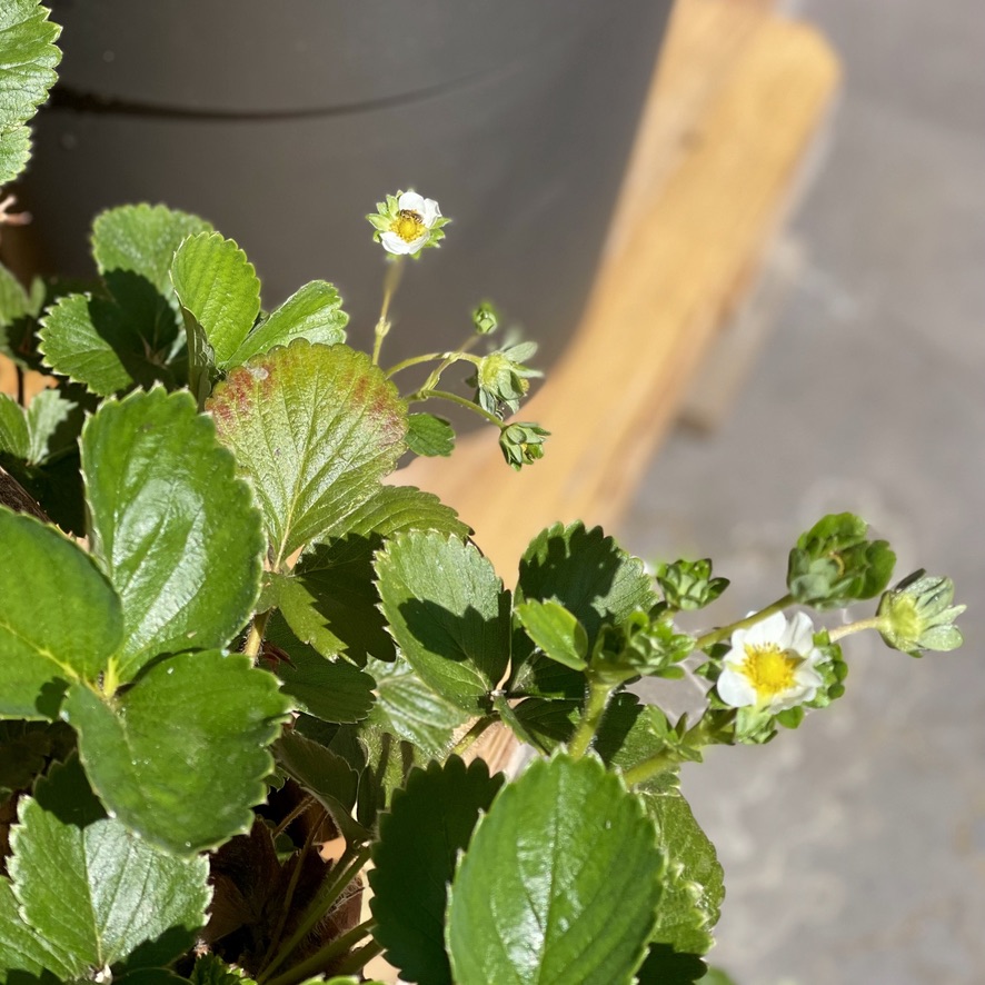 RUG Post 9 - strawberries in full sun
