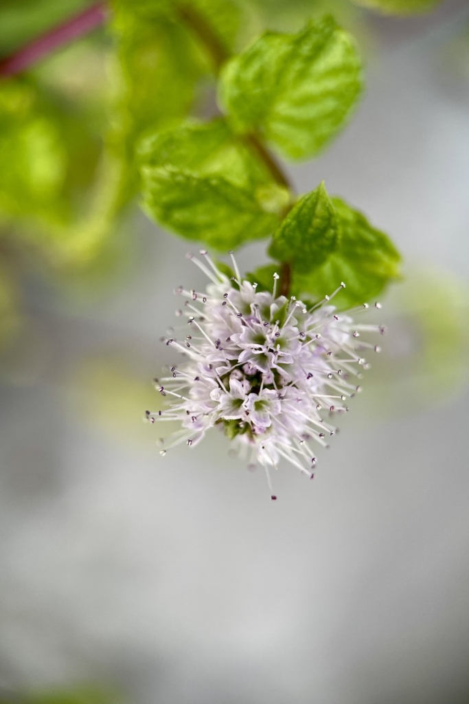 RUG Apple Mint Bloom