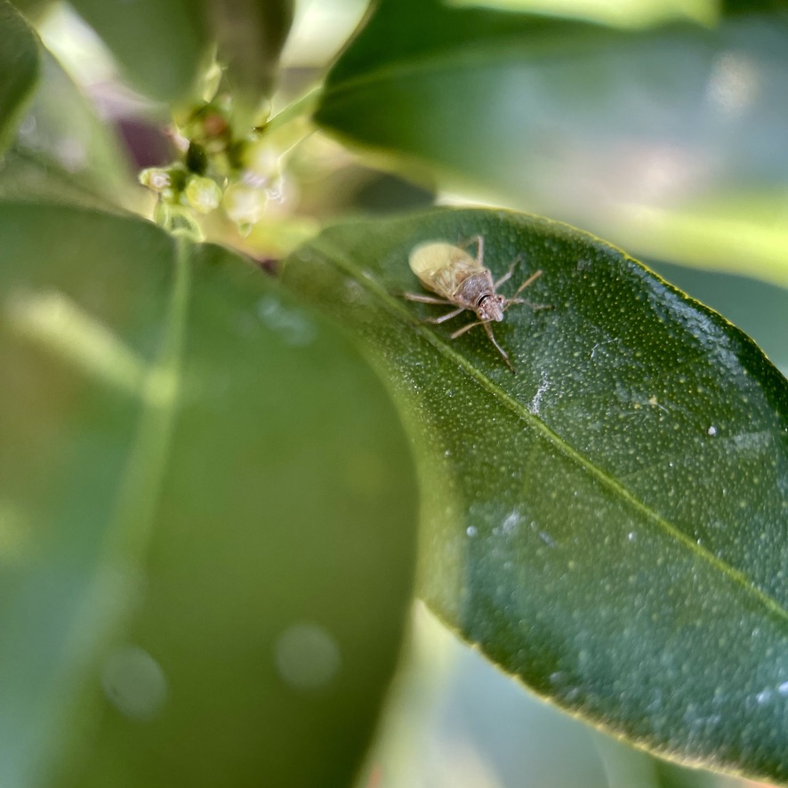 Female Zelus renardii walking on lime tree leaf