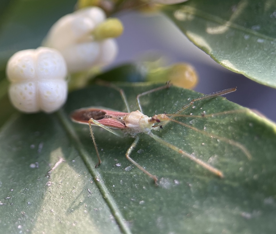 Zelus renardii walking on lime tree leaf
