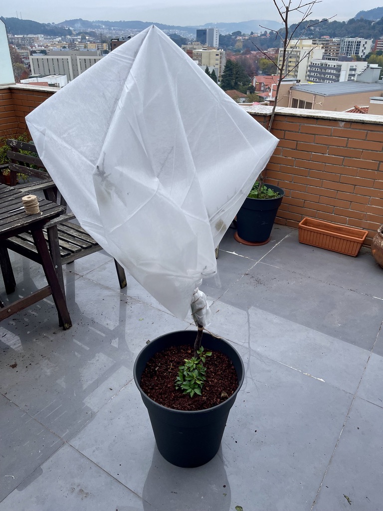 RUG Frost covered tree - árvore com cobertura de inverno