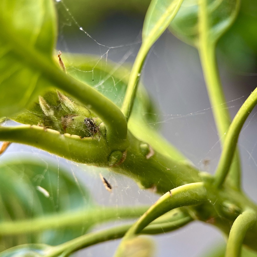 Steatoda nobilis between lime tree branches