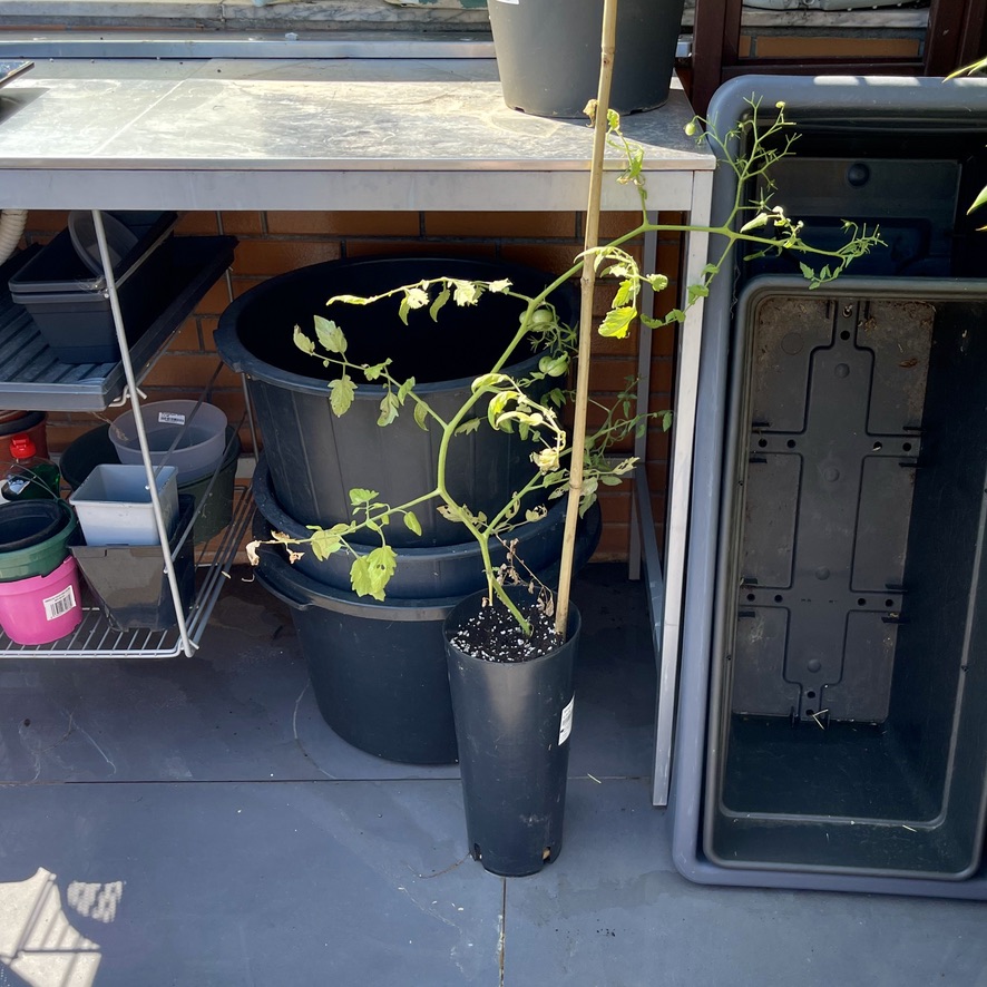 RUG Cleaned pots - vasos limpos