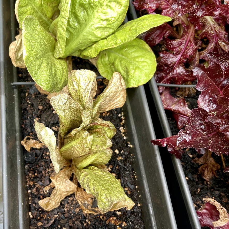 RUG Post 9 - Failed lettuce