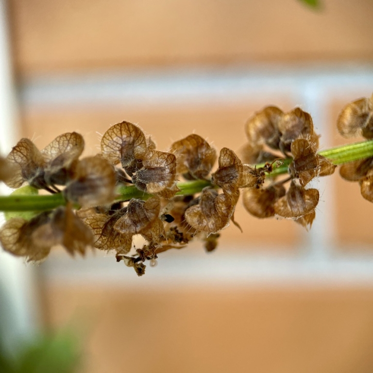 Rooftop Basil Seeds