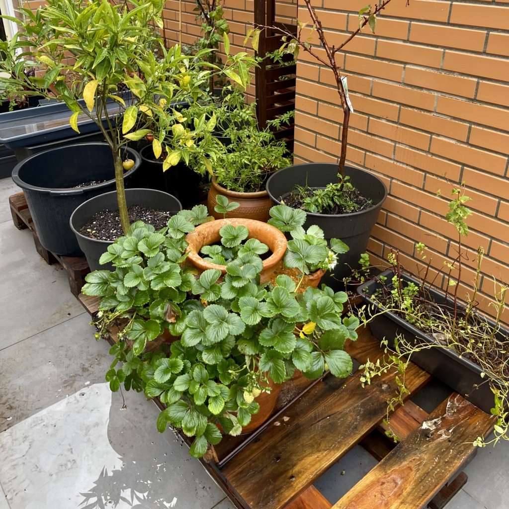 RUG Pots on top of aa wood palette - vasos em cima de uma palette de madeira