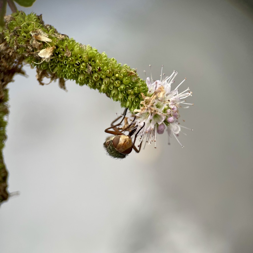 RUG Insect feeding on Apple Mint