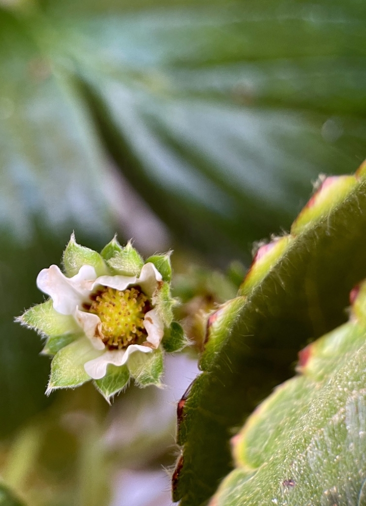 RUG post 9 - Strawberry flower saying hello