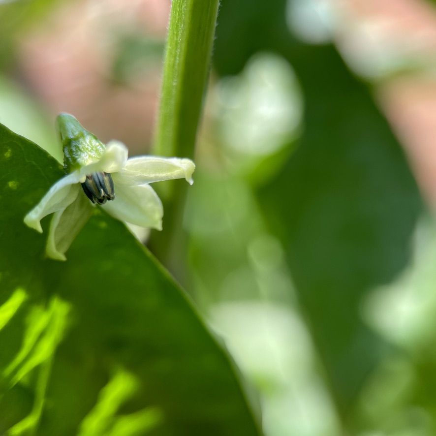 RUG Post 9 - Chilli flower resting on leaf