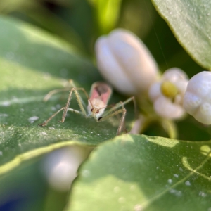 An Assassin on the Rooftop: Zelus renardii, the Silent Immigrant Zelus renardii on lime tree