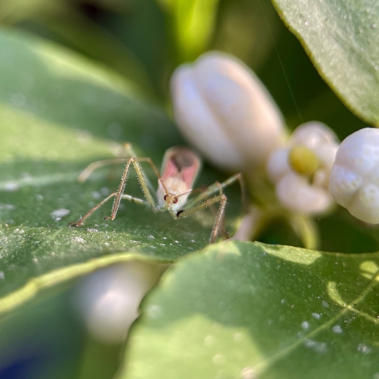 Zelus renardii on lime tree