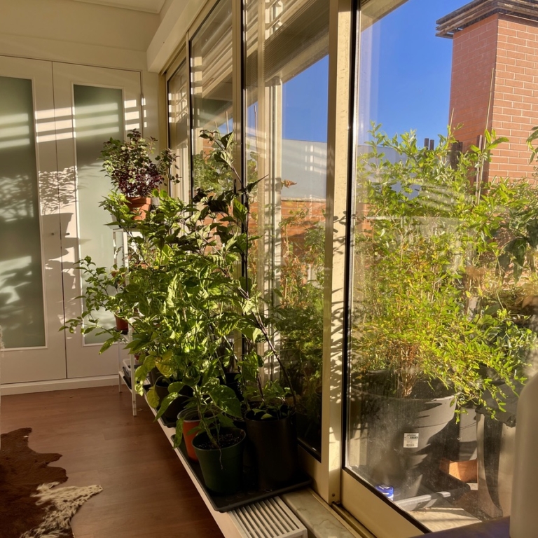 RUG Chilli peppers inside the bedroom - piripiris dentro de casa