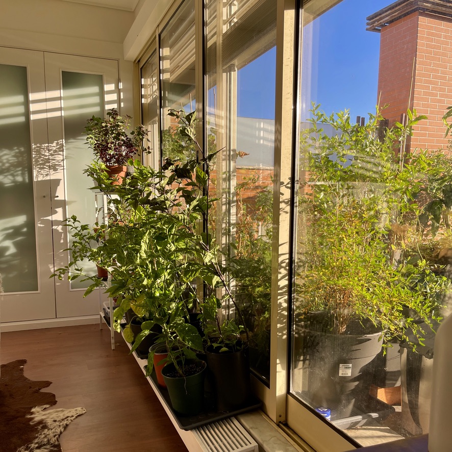 RUG Chilli peppers inside the bedroom - piripiris dentro de casa