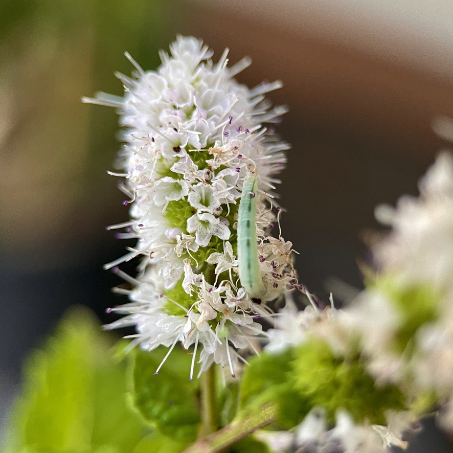 RUG Caterpillar on Apple Mint