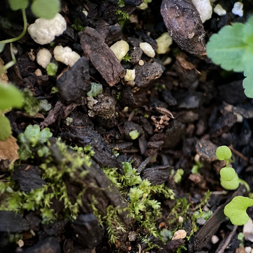 RUG Macro of soil - macro de terra