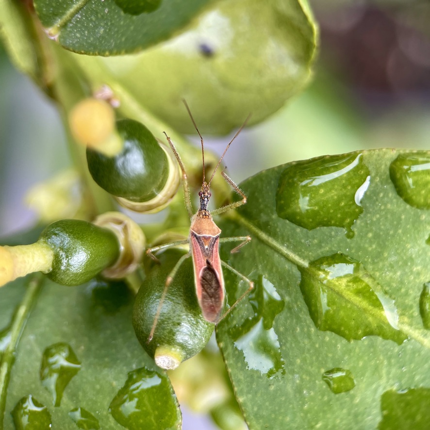 Zelus renardii between lime tree fruits